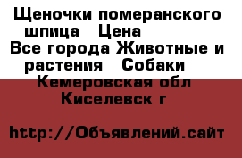 Щеночки померанского шпица › Цена ­ 25 000 - Все города Животные и растения » Собаки   . Кемеровская обл.,Киселевск г.